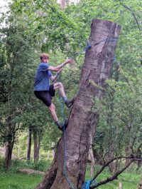 tree clinbing