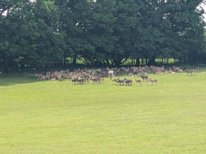 the deer herd